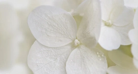 Notino Rasprodaja do - 40% popusta na kozmetiku Notino.hr